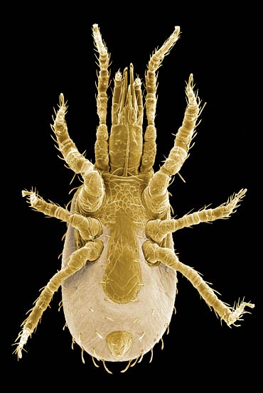 anterior margin of the genital shield overlaping the posterior margin of the sternal shield