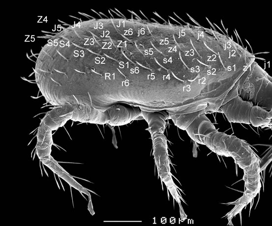 Stratiolaelaps marilyn, showing most setae
