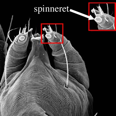 Tetranychinae spinneret