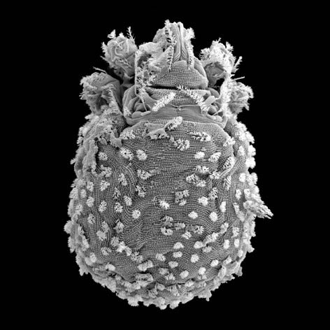 Figure 1: Nanorchestes