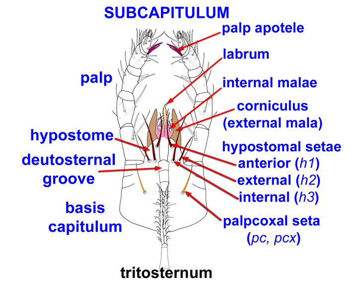 subcapitulum in Mesostigmata