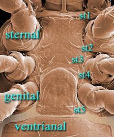 Genital shield subrectangular;  Athiasella  female sternal-genital region