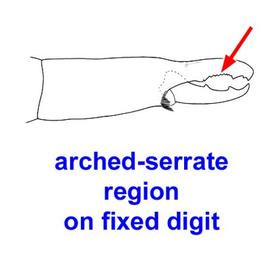  Geolaelaps   female chelicera