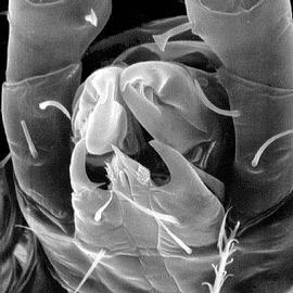 Horn-like corniculi,  Lasioseius  (DEW)