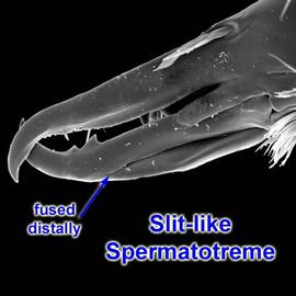Slit-like spermatotreme