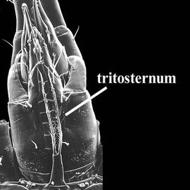 Tritosternum (DEW)