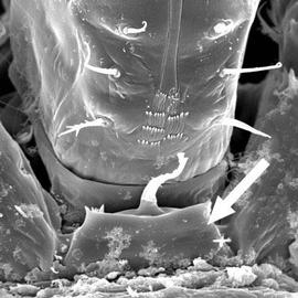 Rectangular base (DEW)