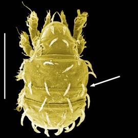1–3 hysterosomal scissures; Brachychthonioid dorsum (DEW)