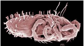   Speleorchestes  (DEW)
