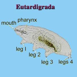  Macrobiotus  sp. lateral view (HCP, DEW)