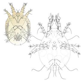 hypopus and adult (DEW)