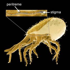 Laelapid ( Stratiolaelaps ) (DEW)