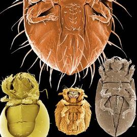 Macropyline, 3 pairs of genital papillae