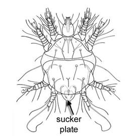 Male bee tracheal mite (DEW)