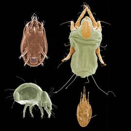 assorted astigmatans (DEW)