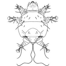 Larvaform podapolipid (DEW)