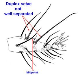 Duplex setae on tarsus I +/- adjacent