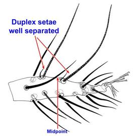 Duplex setae of tarsus I well separated