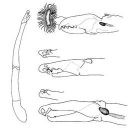 Uropodines usually have elongate chelicerae