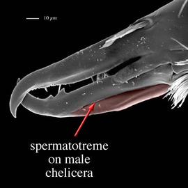 Spermatotreme (DEW)