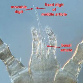 Stylet-like chelicerae