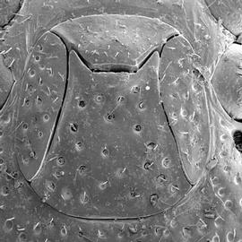 4-part genital shield of  Allothyrus  female (DEW)