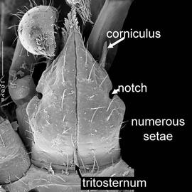 Hypostome (hypognathum) of  Allothyrus  (DEW)