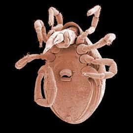  Allothyrus  male (DEW)
