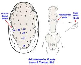  Adhaerenseius floralis 