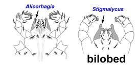  Alicorhagia  and  Stigmalychus 
