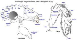   Alicorhagia  sp. (after Grandjean 1939)
