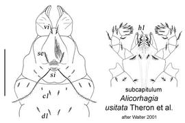   Alicorhagia usitata 
