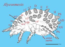  Alycosmesis  nymph lateral view