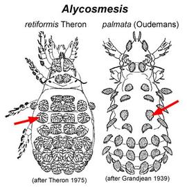  Alycosmesis retiformis  and  Alycosmesis palmata 