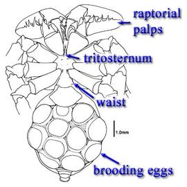 Venter of female amblypygid with brooding eggs (CH, DEW)