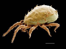   Asperolaelaps   rotundus  (DEW)
