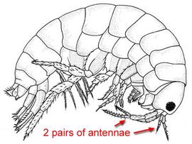 Lateral view of talitrid amphipod (CB, DEW) with two pairs of antennae