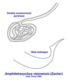   Amphitetranychus viennensis  peritreme and aedeagus
