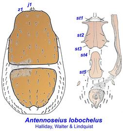  Antennoseius lobochelus 