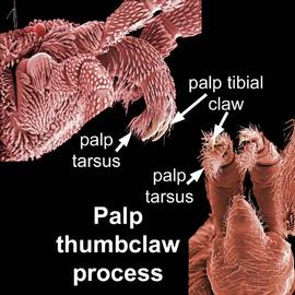 Thumbclaws in Parasitengona (DEW)