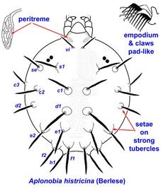 Aplonobia histricina,  soursob mite
