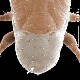   Proarctacarus oregonensis  posterior dorsal region
