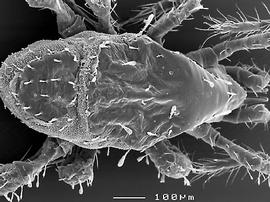  Proarctacarus oregonensis  deutonymph