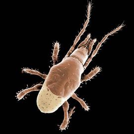   Proactacarus oregonensis 
