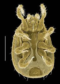  Iphidozercon  female venter