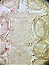  Neojordensia  sternal region showing jugularia with  st1   