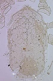  Xenoseius  sp. dorsal shield