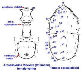  Arctoseiodes ibericus  female venter and dorsal shield