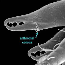  Asca  female chelicerae