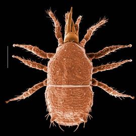  Asca  dorsal habitus